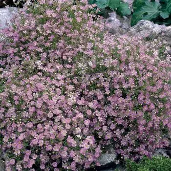 Гипсофила Пацифика I, 2 шт