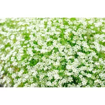 Гипсофила ползучая Филоу Вайт