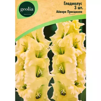 Гладиолус Айвори Присцилла, 3 шт.