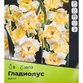 Гладиолус Багги луковицы 10/12, 5 шт.