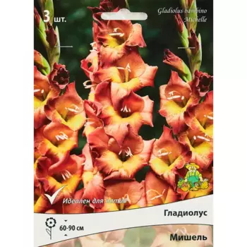Гладиолус бамбино Мишель, 3 шт.
