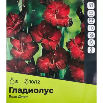Гладиолус Блэк Джек луковицы 10/12, 5 шт.