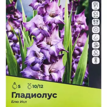 Гладиолус Блю Исл луковицы 10/12, 5 шт.