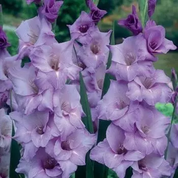 Гладиолус Блю Тропик 12/14