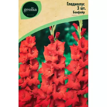 Гладиолус Бонфайр, 3 шт.