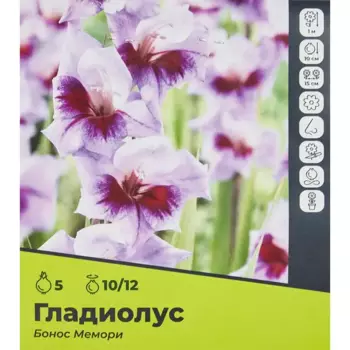 Гладиолус Бонос Мемори луковицы 10/12, 5 шт.