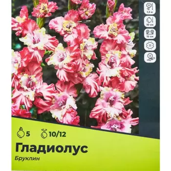 Гладиолус Бруклин луковицы 10/12, 5 шт.