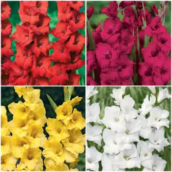 Гладиолус Geolia крупноцветковый микс 1 шт