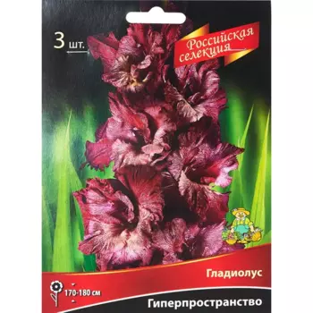 Гладиолус Гиперпространство, 3 шт