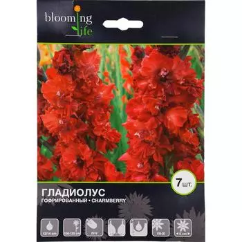 Гладиолус гофрированный Чамберри 12/14, 7 шт