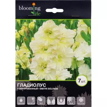 Гладиолус гофрированный «Дмитрий Солунский»