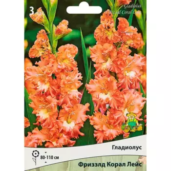 Гладиолус гофрированный Фриззлд Корал Лейс, 3 шт.