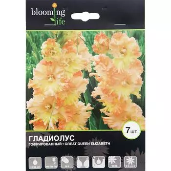 Гладиолус гофрированный «Грейт Куин Элизабет»