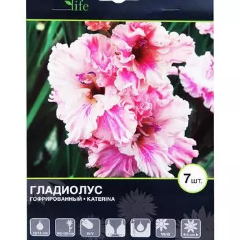 Гладиолус гофрированный Катерина 12/14, 7 шт