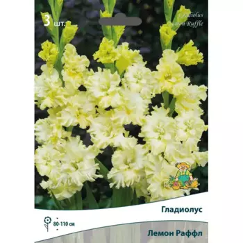 Гладиолус гофрированный Лемон Раффл луковица 10/12
