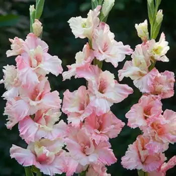 Гладиолус гофрированный Майндсет 3 шт.