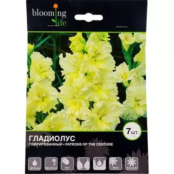 Гладиолус гофрированный «Патронс оф зе Центури»