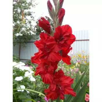 Гладиолус гофрированный Велвет Расберри 3 шт.