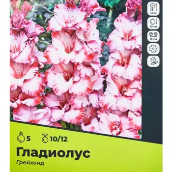 Гладиолус Грей Хонд луковицы 10/12, 5 шт.