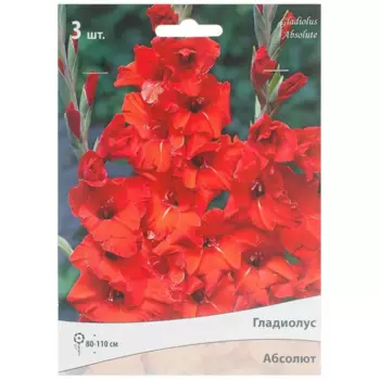 Гладиолус крупноцветковой «Абсолют»
