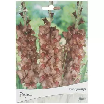 Гладиолус крупноцветковой «Даск»