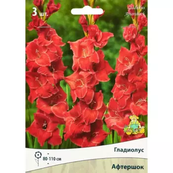 Гладиолус крупноцветковый Афтершок, 3 шт.