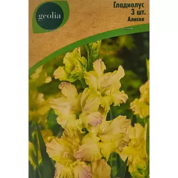 Гладиолус крупноцветковый Алисия Geolia 3 шт