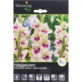 Гладиолус крупноцветковый «Амбер Мистик»