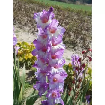 Гладиолус крупноцветковый Белладонна 100 мм