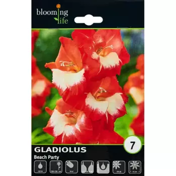 Гладиолус крупноцветковый Бич Пати 100 мм