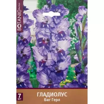 Гладиолус крупноцветковый «Биг Герл»