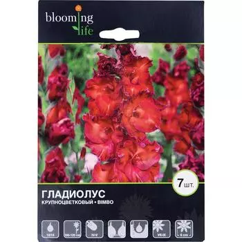 Гладиолус крупноцветковый Бимбо 12/14, 7 шт