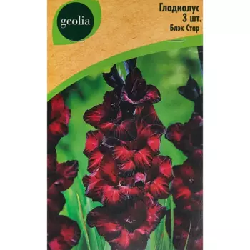 Гладиолус крупноцветковый Блэк Стар Geolia 3 шт