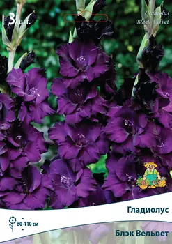 Гладиолус крупноцветковый «Блэк Вельвет»