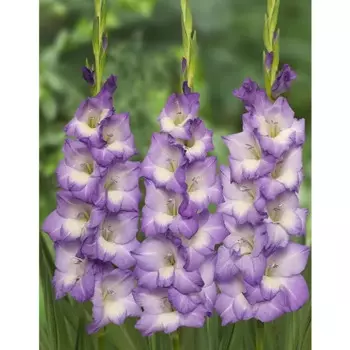 Гладиолус крупноцветковый Блу Сторм 3 шт.