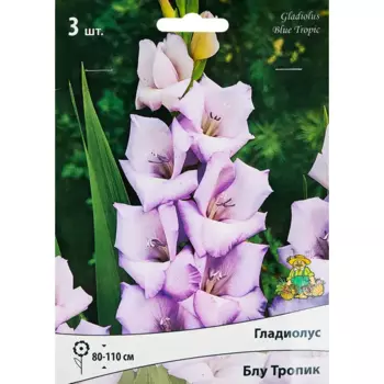 Гладиолус крупноцветковый Блу Тропик, 3 шт.