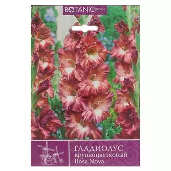 Гладиолус крупноцветковый «Боса Нова»