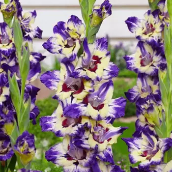 Гладиолус крупноцветковый Циркус Колор 3 шт.