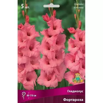 Гладиолус крупноцветковый Фортароза 12/14, 5 шт