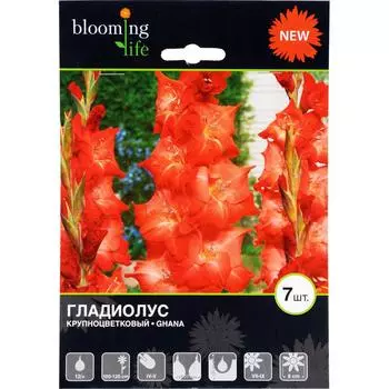 Гладиолус крупноцветковый «Гана»