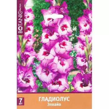 Гладиолус крупноцветковый Элвайв 10/12, 7 шт