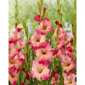 Гладиолус крупноцветковый Эприкот Баблгам 3 шт.