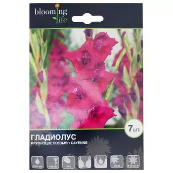 Гладиолус крупноцветковый Кайен 12/14, 7 шт