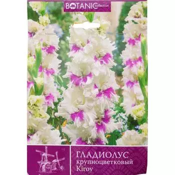 Гладиолус крупноцветковый Киров 10/12, 8 шт
