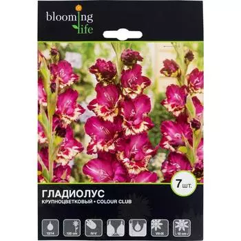 Гладиолус крупноцветковый «Колор Клаб»
