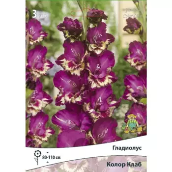 Гладиолус крупноцветковый Колор Клаб 3 шт.