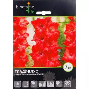 Гладиолус крупноцветковый Коразон 12/14, 7 шт