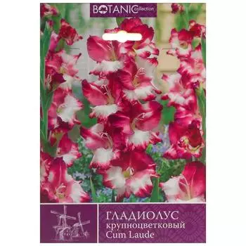 Гладиолус крупноцветковый «Кум Лауде»