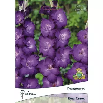Гладиолус крупноцветковый Кум Сьюс, 3 шт.