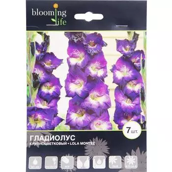 Гладиолус крупноцветковый «Лола Монтез»